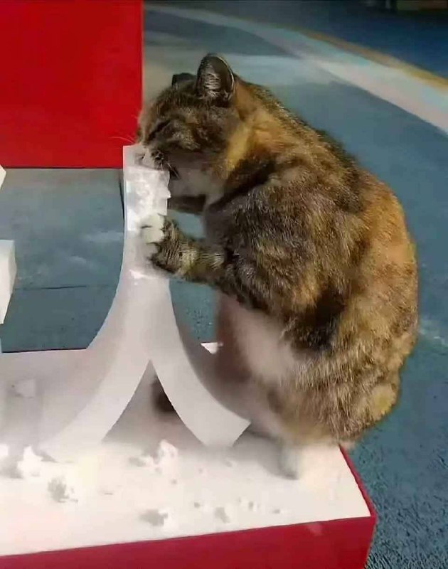 猫吃人