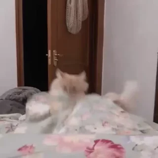 Video Sticker