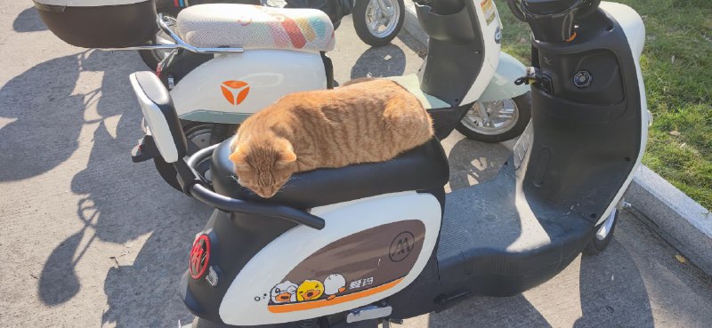 学校肥猫🥰via ForzenString Qing学校肥猫🥰via ForzenString Qing