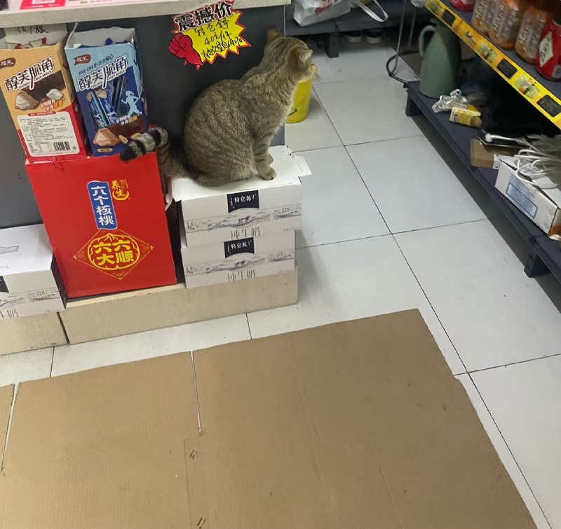震撼价👊 🐱via Van Vodkaer