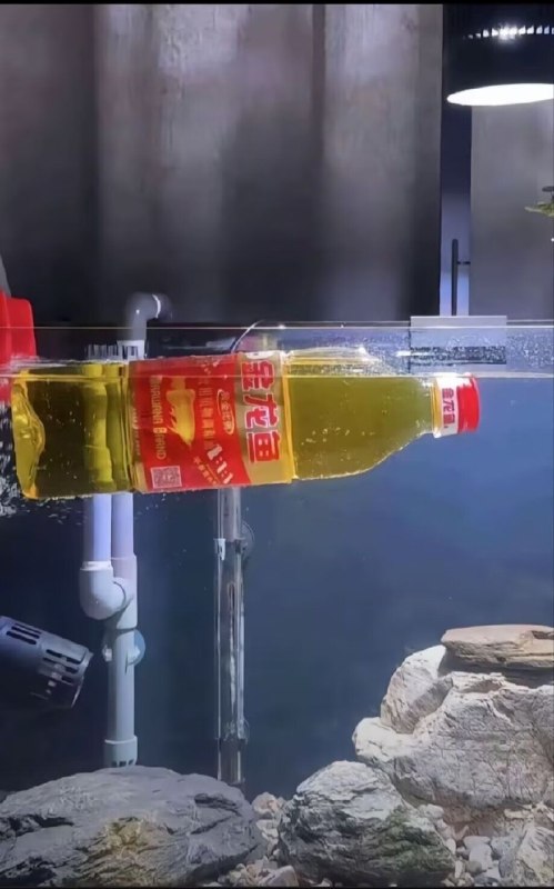 我的金龙鱼浮在水面上是不是死了from 橘橘橘子汁 & 🍊