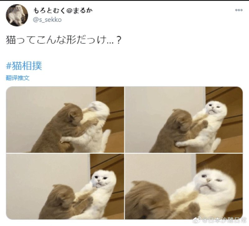 打架打到变形的猫打架打到变形的猫