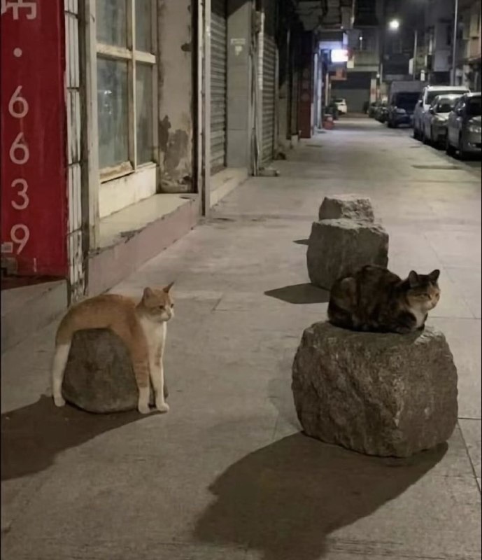 鸡掰猫猫