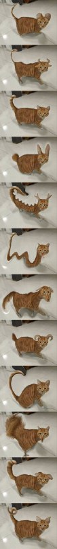 十二生肖其实是有猫的🤙