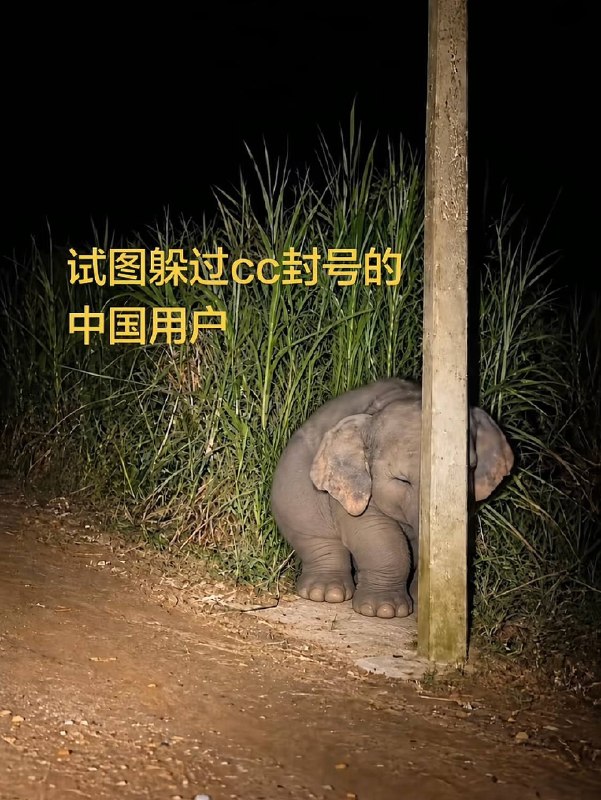 via 小金毛