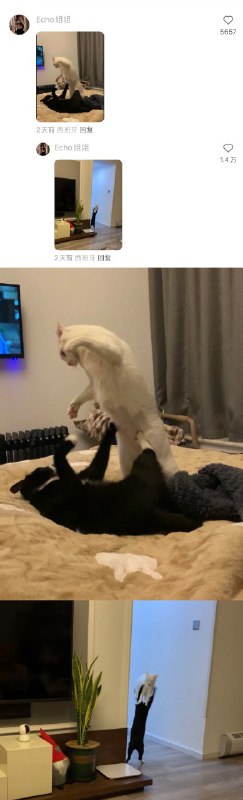 #猫猫头 大战 一触即发！👊#猫猫头 大战 一触即发！👊