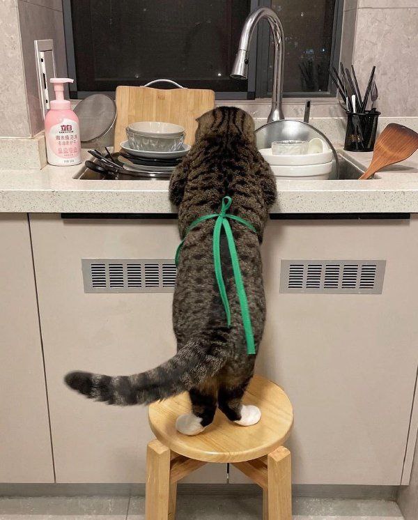 from 摸凹 猫🐱from 摸凹 猫🐱