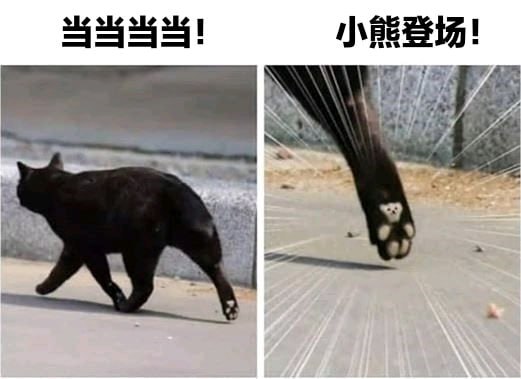 猫猫meme整合from 猫猫窝🐈🐈‍⬛️猫猫meme整合from 猫猫窝🐈🐈‍⬛️