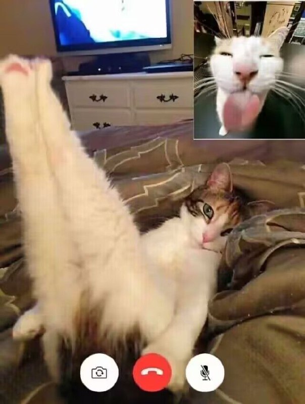 via 虹 夏
