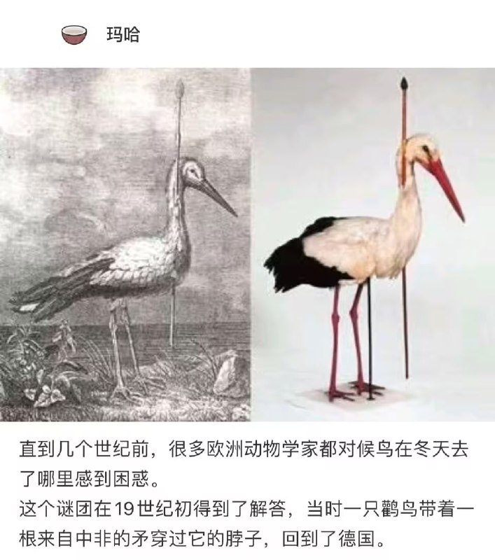 via 6号沙雕网友