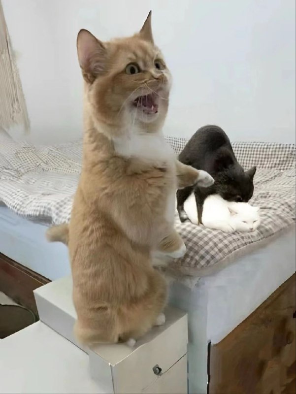 via 天廻泪子