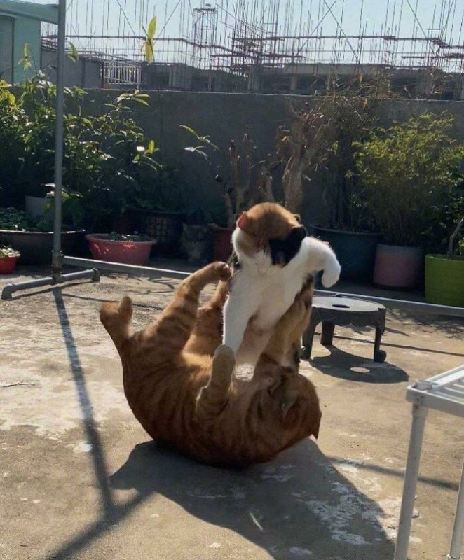 空手を習ってる猫が強すぎる