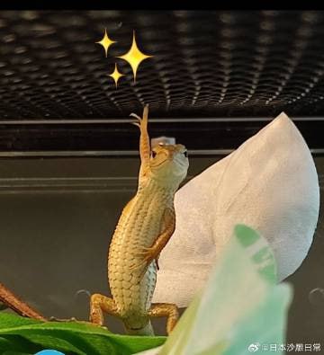 没错！我就是人群中最靓的那个崽！*龙纹翡翠蜥（绿西非蜥）