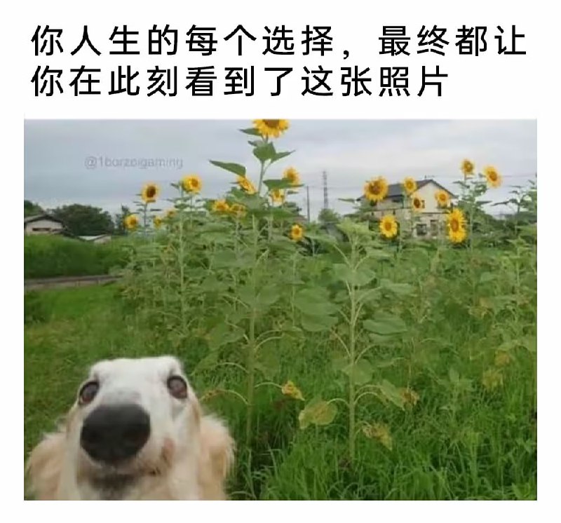 via 8号沙雕网友