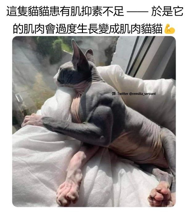from ，アイルーBOT🐱🐱 高强度网上冲浪版