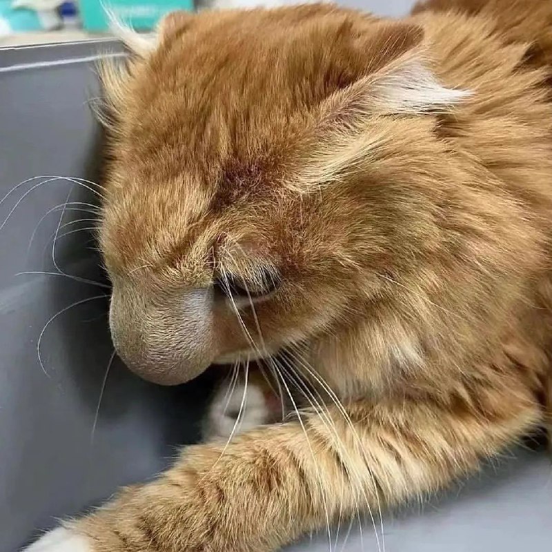 哦，都怪那该死的🐝from ，アイルーBOT🐱🐱 高强度网上冲浪版哦，都怪那该死的🐝from ，アイルーBOT🐱🐱 高强度网上冲浪版