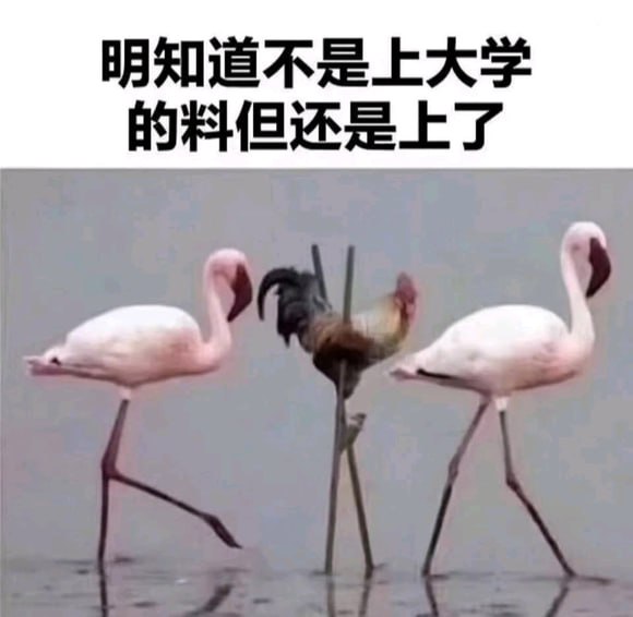 via 7号沙雕网友