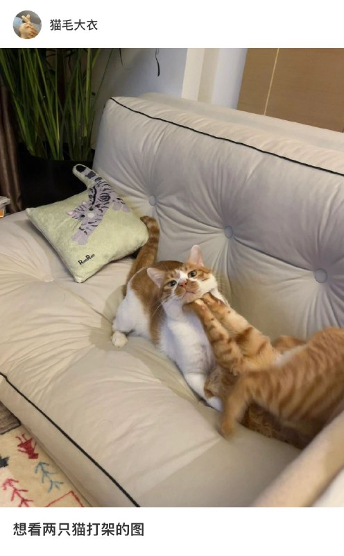 #猫猫头 大战 一触即发！👊#猫猫头 大战 一触即发！👊