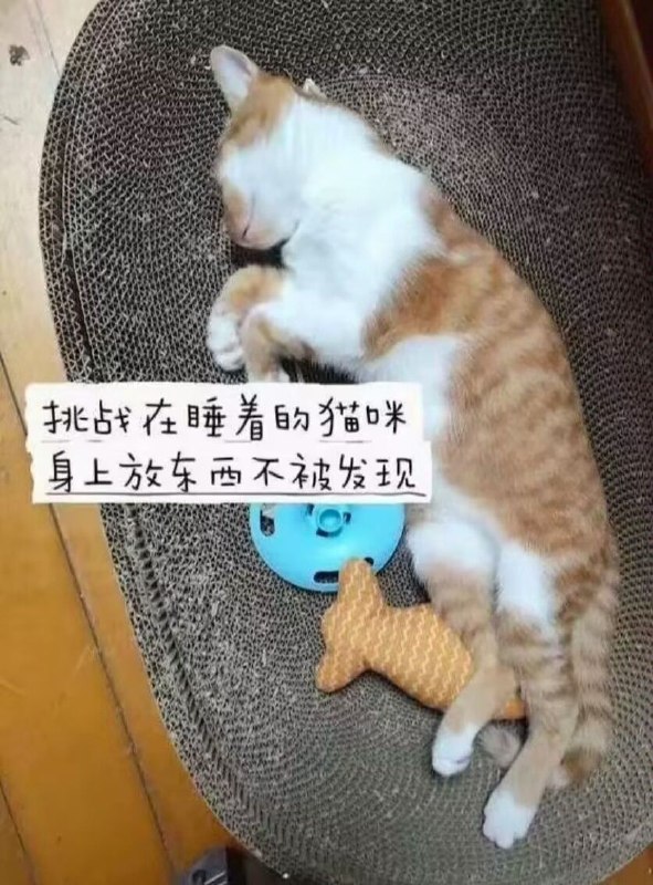 哈基米