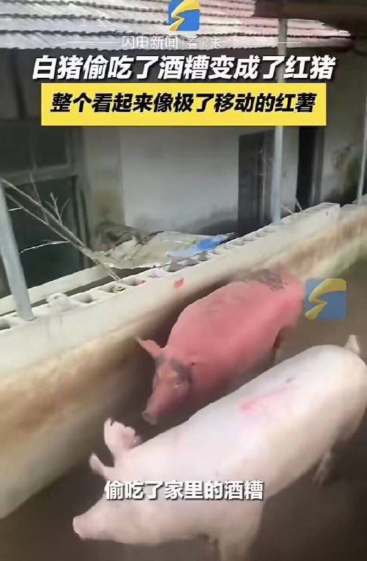 from 平壤卫视