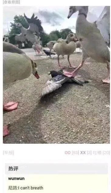 via 醒星幸型