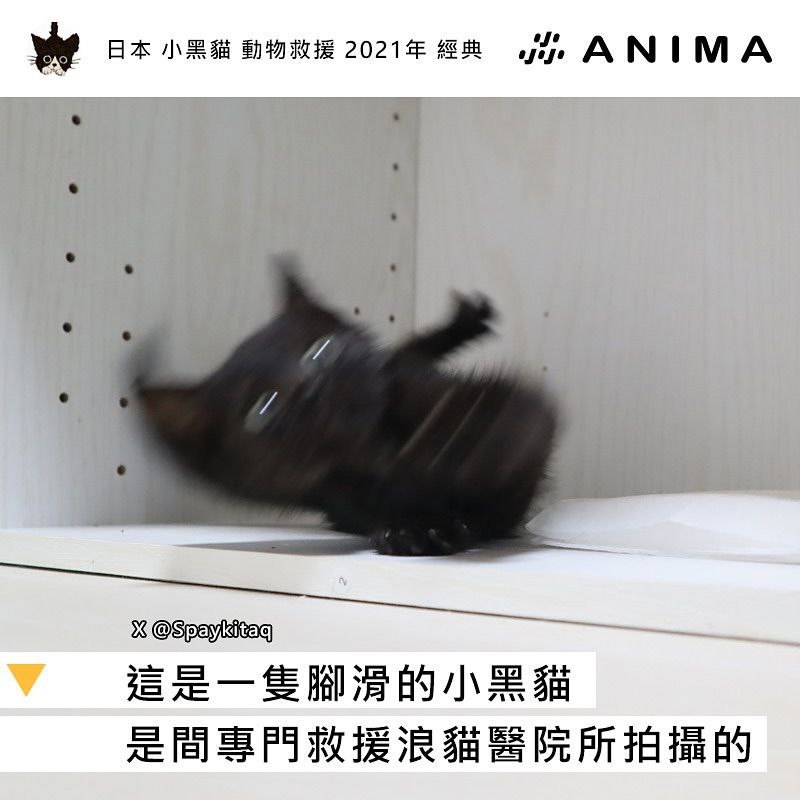 from 猫猫窝🐈🐈‍⬛from 猫猫窝🐈🐈‍⬛