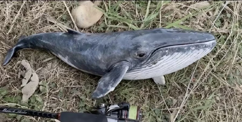 钓上来一只DeepSeek