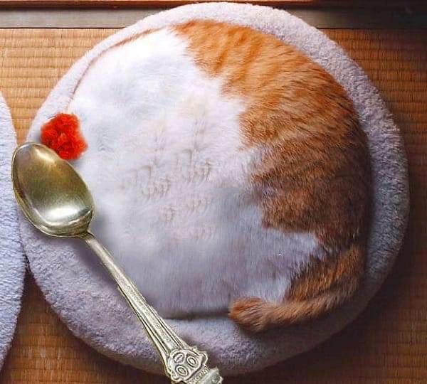 虚假的猫饭vs真实的猫饭from Gawr Guraᅠ⁧~喵⁧虚假的猫饭vs真实的猫饭from Gawr Guraᅠ⁧~喵⁧