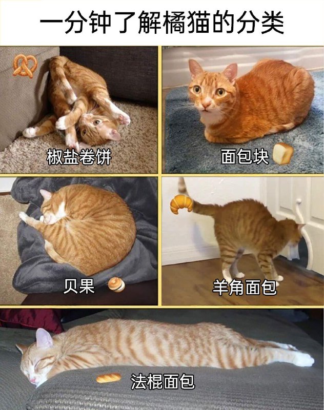 from 猫猫窝🐈🐈‍⬛️