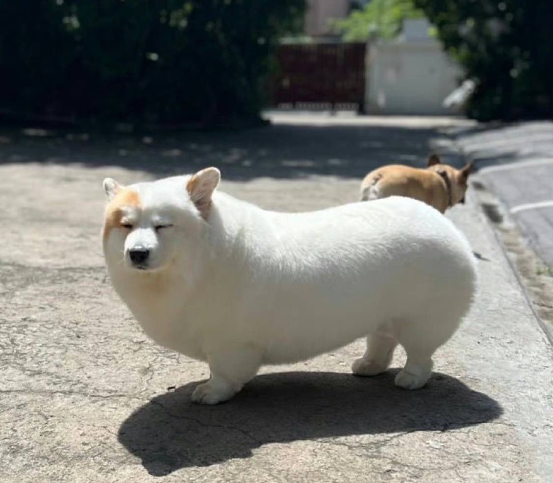 #狗子 完美弧度from 奇趣百科💥#狗子 完美弧度from 奇趣百科💥