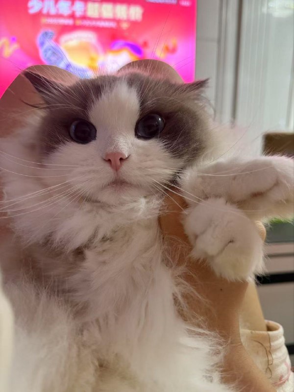 今日份滥权晒猫！今日份滥权晒猫！