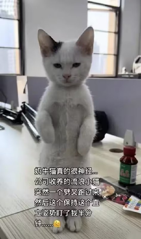 😾via 7号沙雕网友