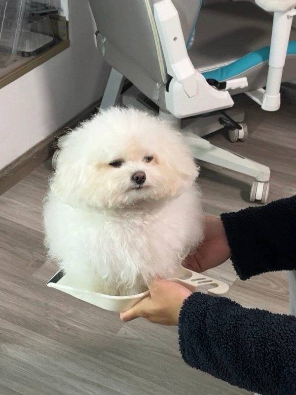 via 摸⃕哦⃕哞⃕ ੭ ᐕ)੭*⁾⁾ ♡