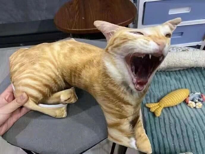 猫