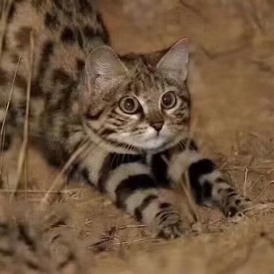via my nbkls