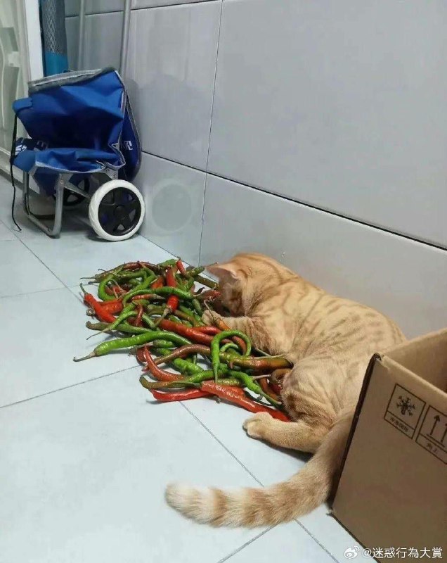 害怕.cat害怕.cat