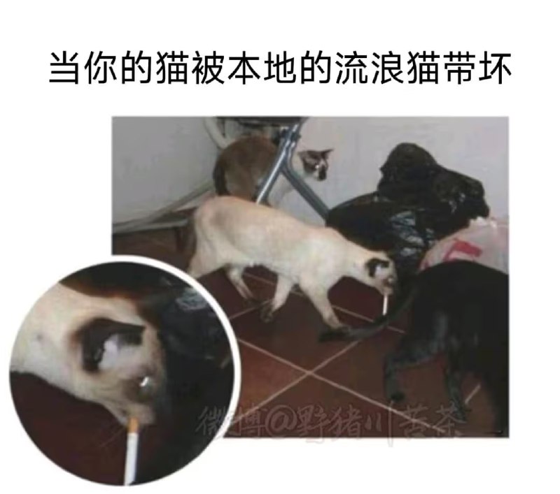 via 7号沙雕网友