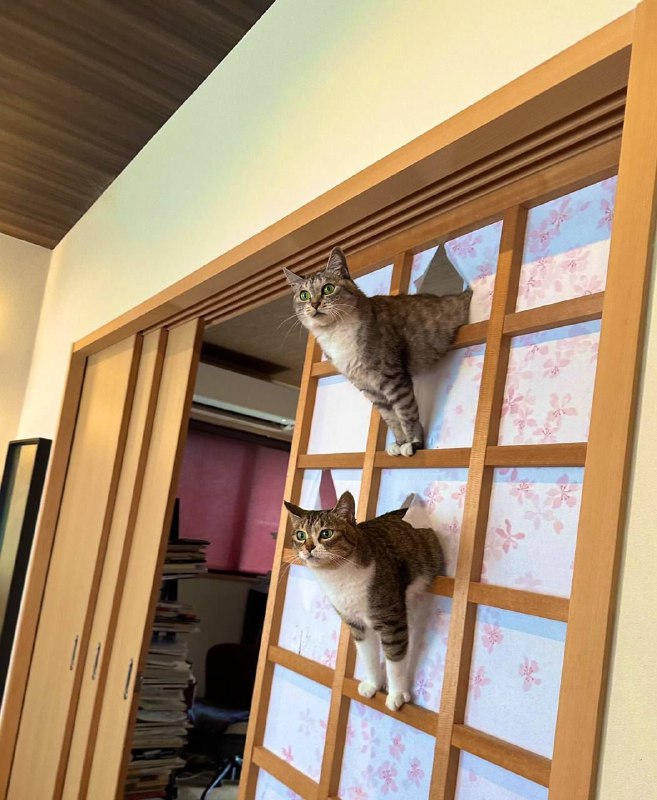 from 猫猫窝🐈🐈‍⬛