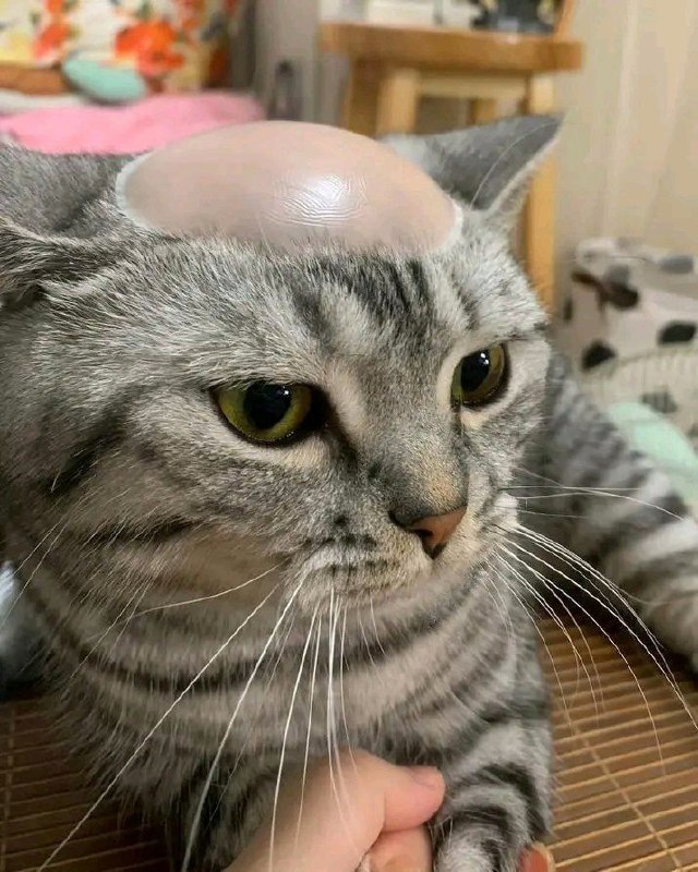 哈哈from 艾露猫🐱🐱