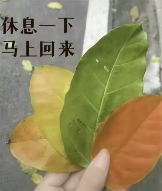 via 7号沙雕网友
