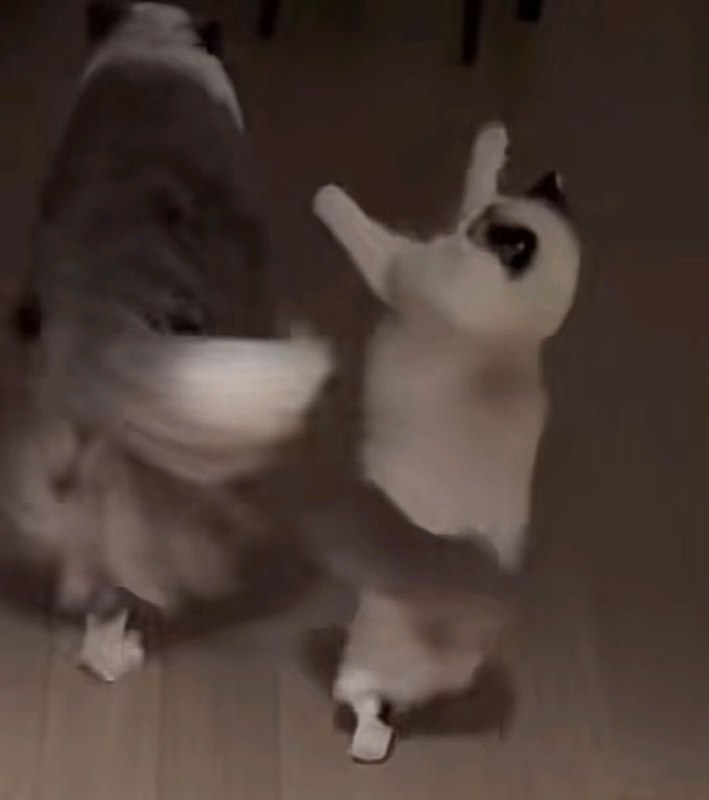 猫