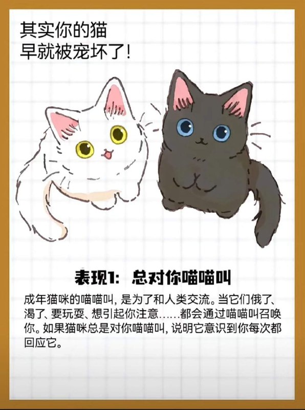 from 猫猫窝🐈🐈‍⬛from 猫猫窝🐈🐈‍⬛