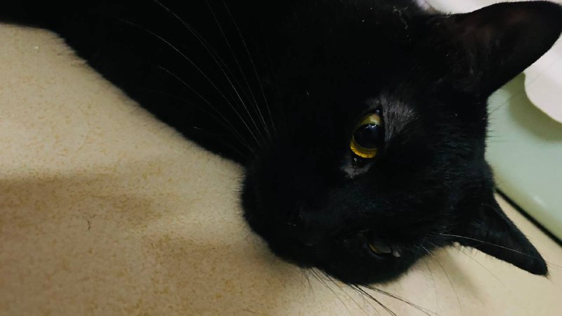 忧郁猫猫via カロス イ忧郁猫猫via カロス イ