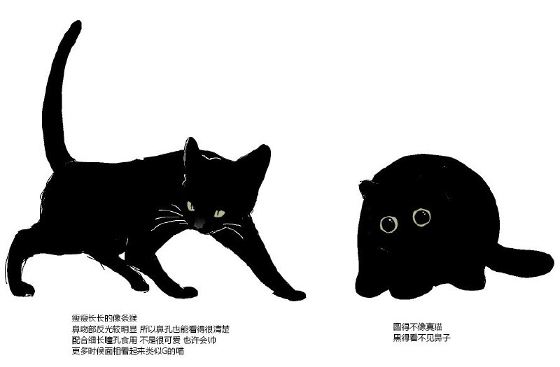 短毛黑猫有两种from 猫猫窝🐱