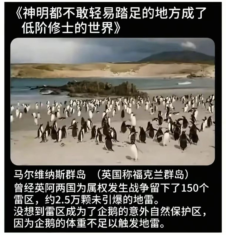 吃企鹅的海豹