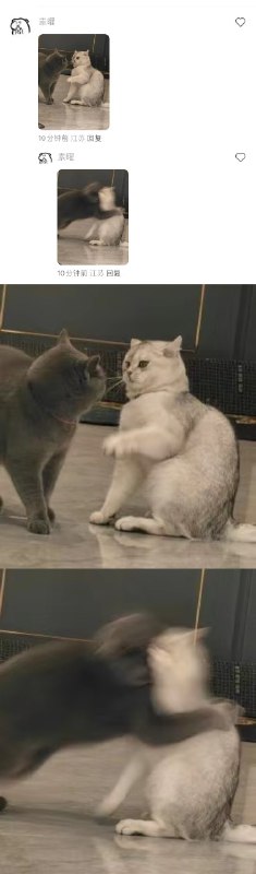 #猫猫头 大战 一触即发！👊#猫猫头 大战 一触即发！👊
