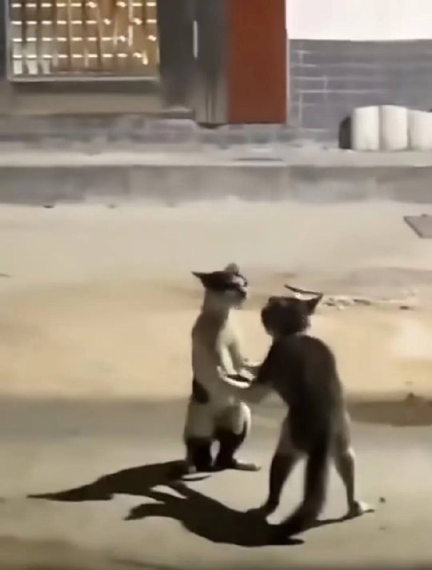 via 犯罪嫌疑人张某