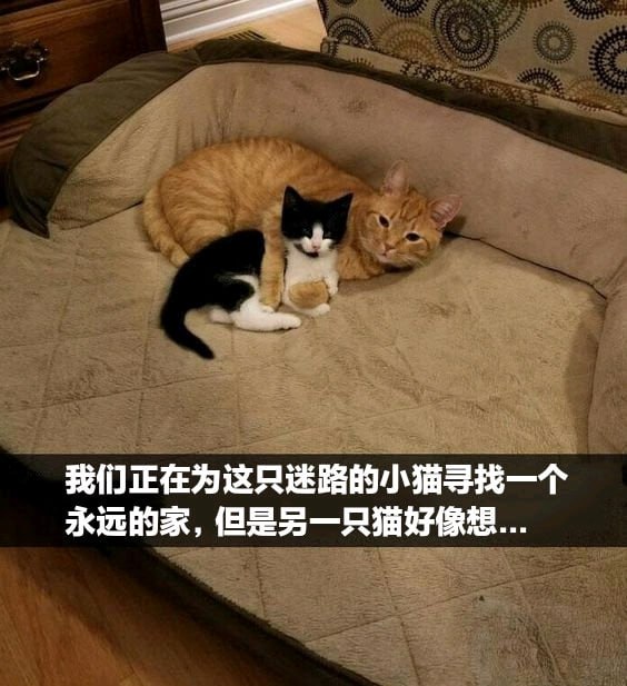 猫猫meme整合from 猫猫窝🐈🐈‍⬛️猫猫meme整合from 猫猫窝🐈🐈‍⬛️