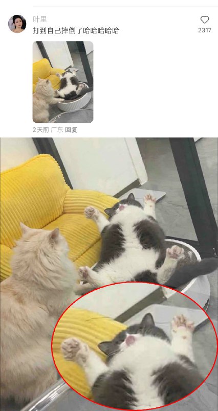 #猫猫头 大战 一触即发！👊#猫猫头 大战 一触即发！👊