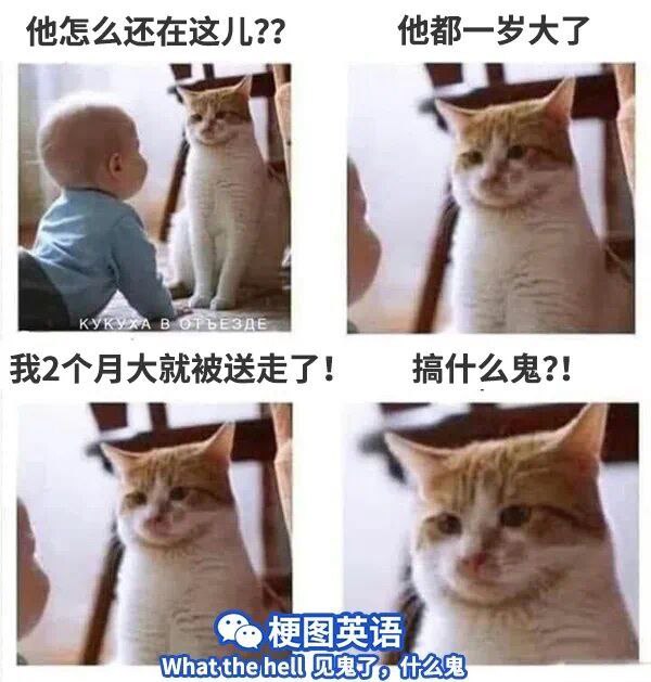 from 猫猫窝🐈🐈‍⬛️